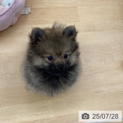 ポメラニアンの写真