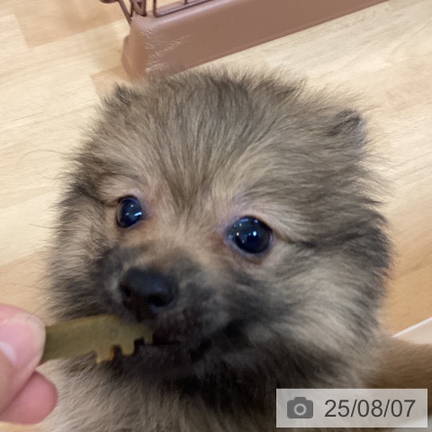 ポメラニアンの写真