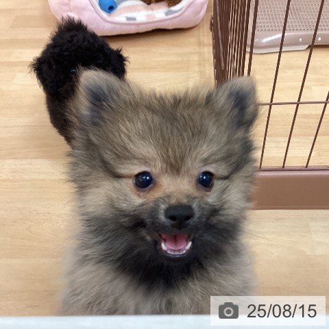 ポメラニアンの写真