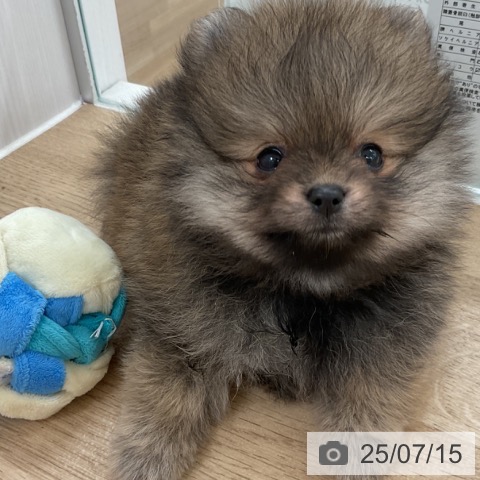 ポメラニアンの写真
