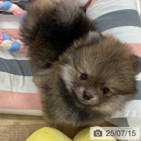 ポメラニアンの写真