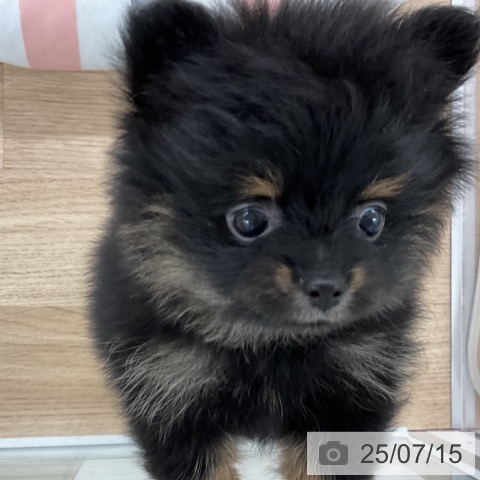 ポメラニアンの写真