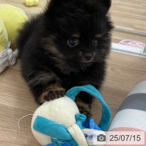 ポメラニアンの写真