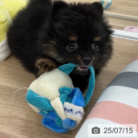 ポメラニアンの写真