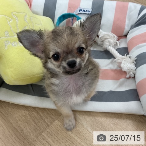 チワワの写真