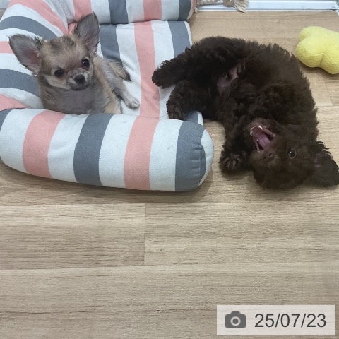 チワワの写真