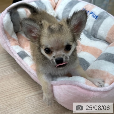 チワワの写真