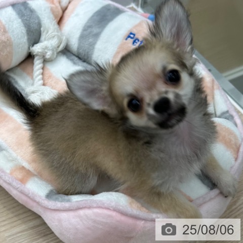 チワワの写真