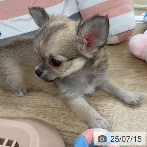 チワワの写真