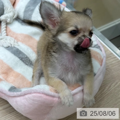 チワワの写真