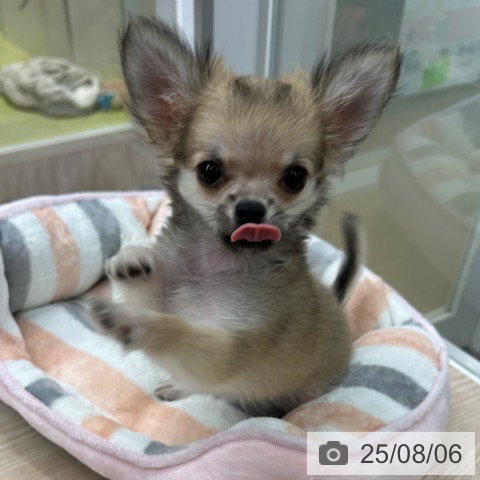 チワワの写真