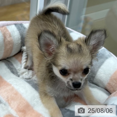 チワワの写真