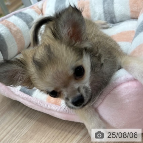 チワワの写真