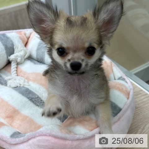 チワワの写真