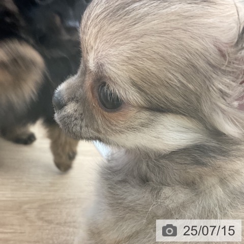 チワワの写真