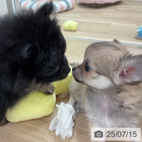 チワワの写真