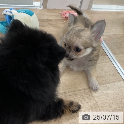 チワワの写真