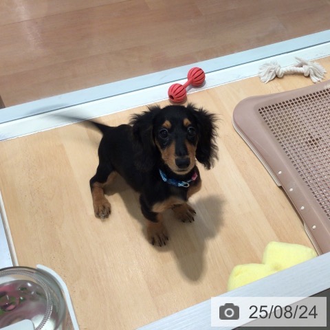 ミニチュア・ダックスフンドの写真