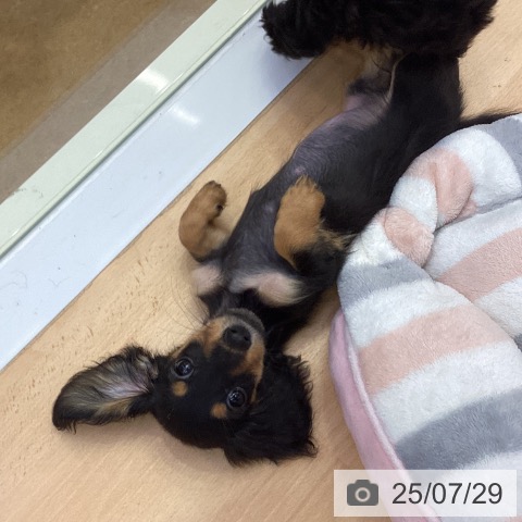 ミニチュア・ダックスフンドの写真