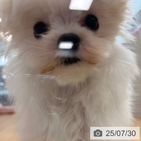 マルチーズの写真