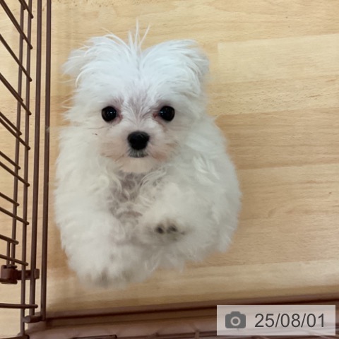 マルチーズの写真