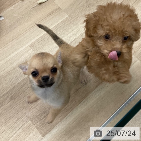 チワワの写真