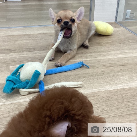 チワワの写真