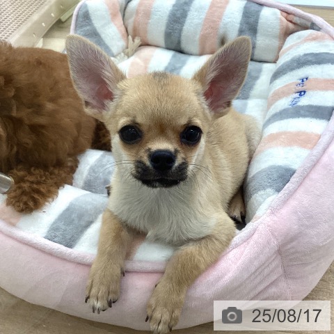 チワワの写真