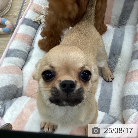 チワワの写真
