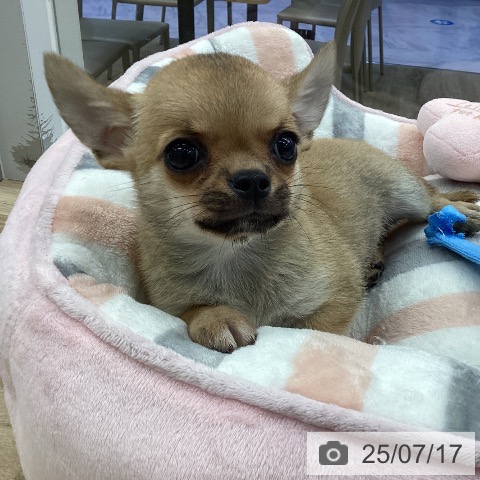 チワワの写真