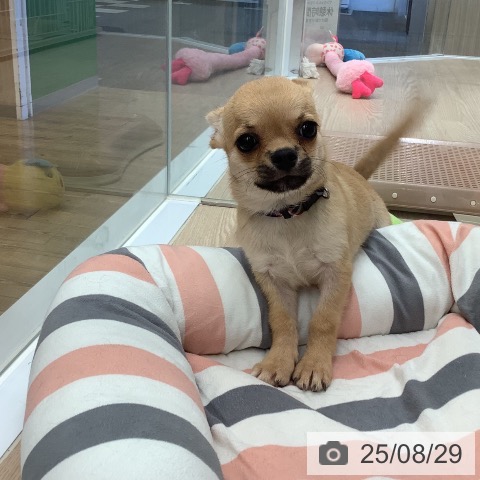 チワワの写真
