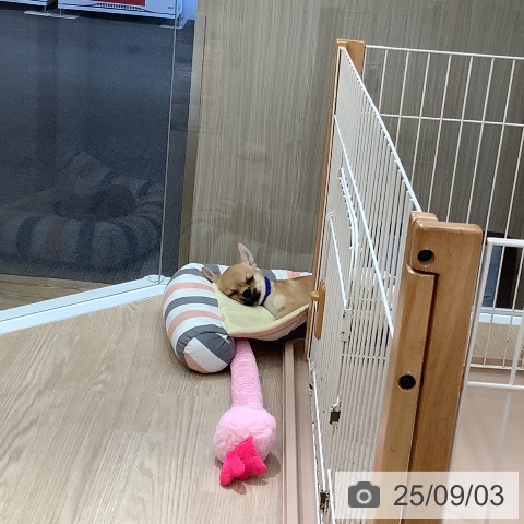 チワワの写真