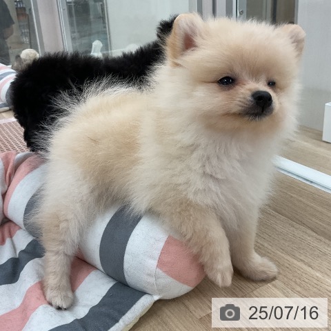 ポメラニアンの写真