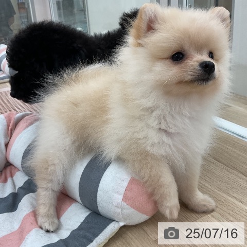 ポメラニアンの写真