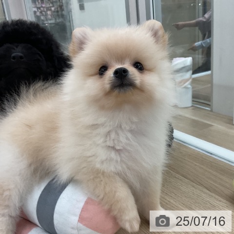 ポメラニアンの写真