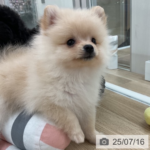 ポメラニアンの写真