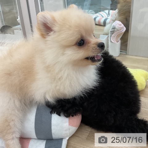 ポメラニアンの写真