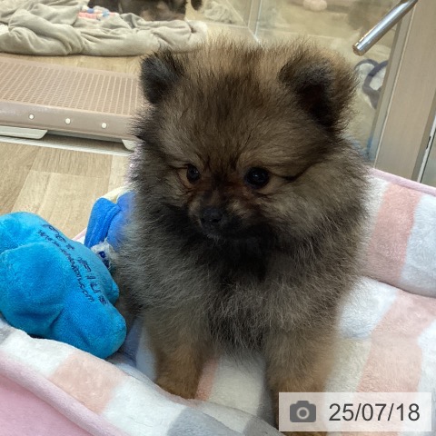 ポメラニアンの写真