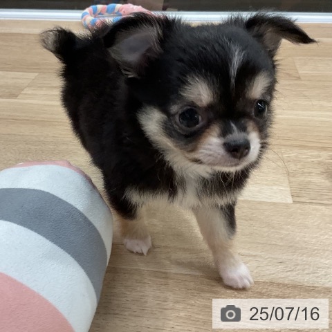 チワワの写真