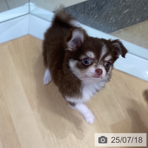 チワワの写真