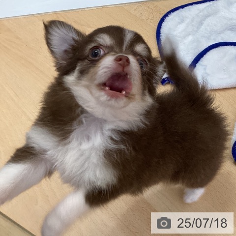 チワワの写真
