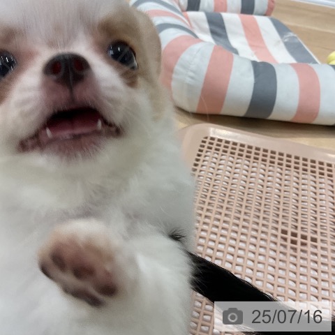 チワワの写真