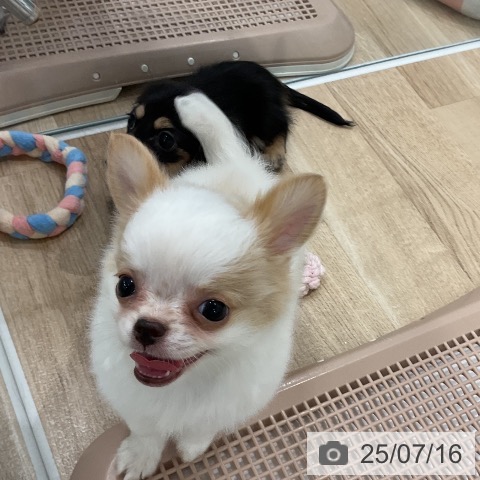 チワワの写真
