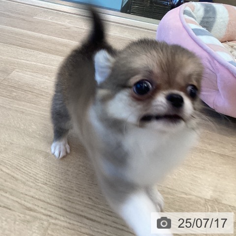 チワワの写真
