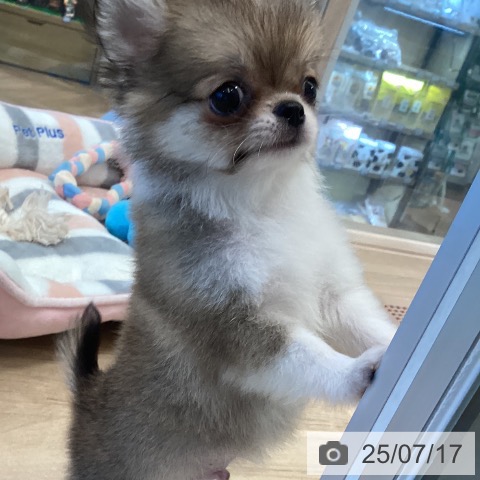 チワワの写真