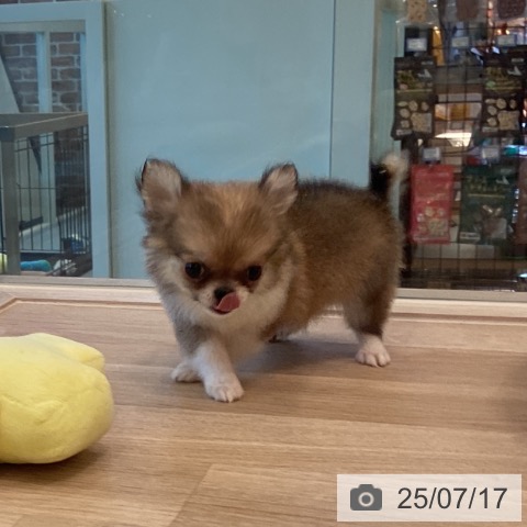 チワワの写真