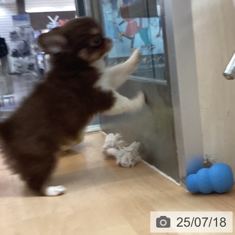 チワワの写真