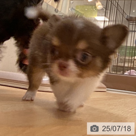 チワワの写真