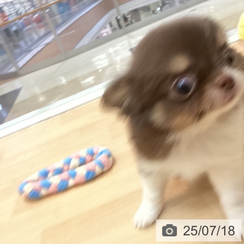 チワワの写真