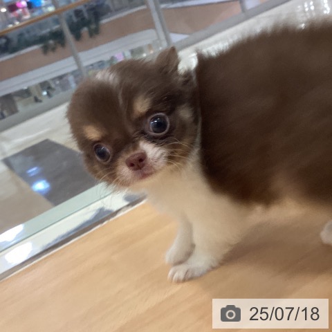 チワワの写真
